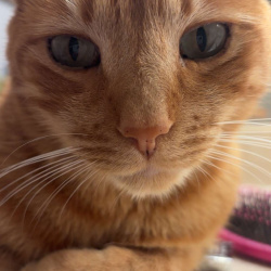 {petName}, a Orange Breed Unknown Cat