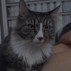 {petName}, a White, Black, Grey, Dark-grey Domestic Longhair Mix Cat